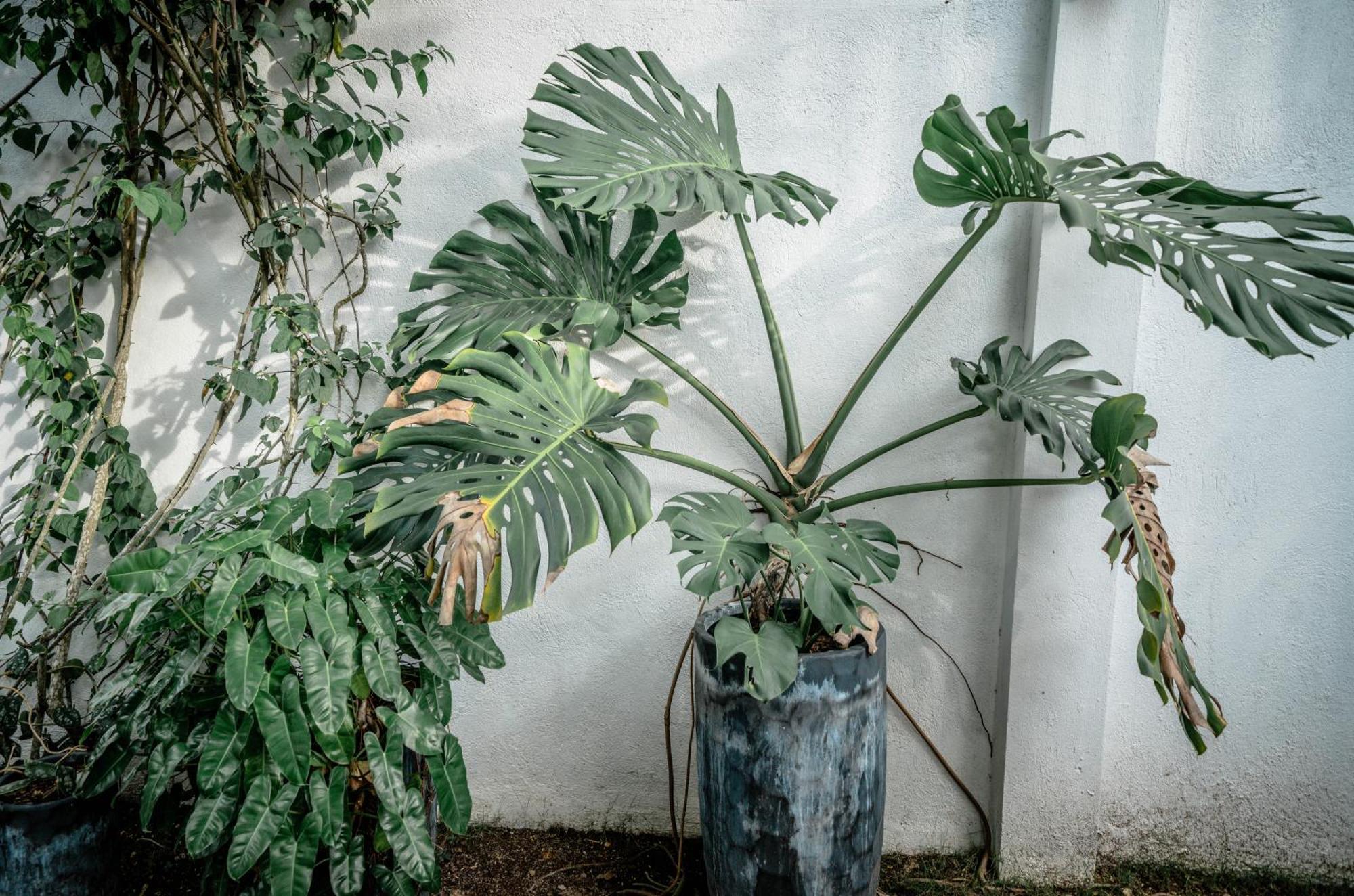 Tana Mysterious Garden Βίλα Panglao Εξωτερικό φωτογραφία