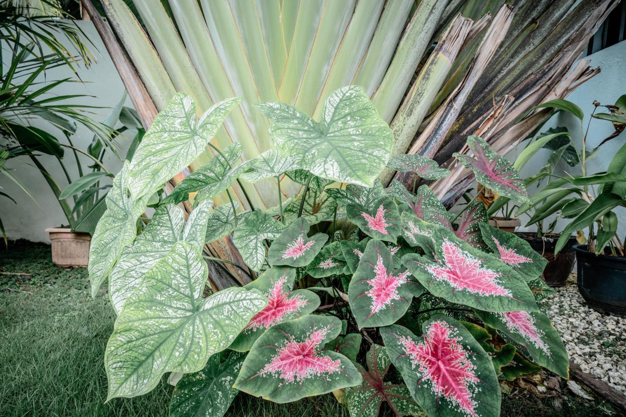 Tana Mysterious Garden Βίλα Panglao Εξωτερικό φωτογραφία